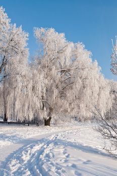 Woods in the snow. Cold winter day in Siberia. Trees in the snow.