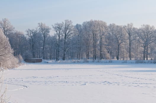 Woods in the snow. Cold winter day in Siberia. Trees in the snow.