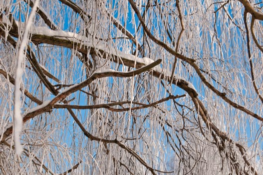 Woods in the snow. Cold winter day in Siberia. Trees in the snow.