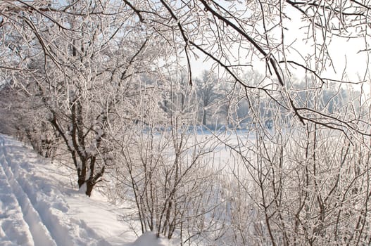 Woods in the snow. Cold winter day in Siberia. Trees in the snow.