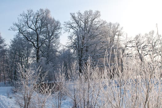 Woods in the snow. Cold winter day in Siberia. Trees in the snow.