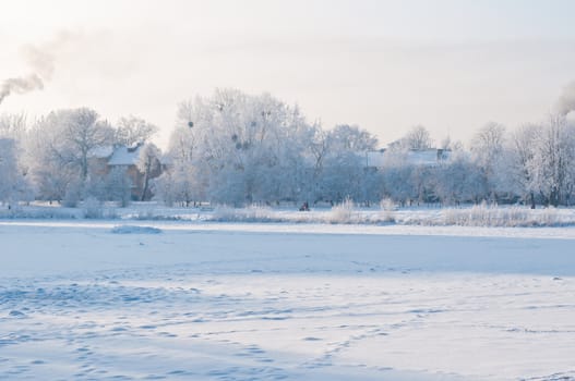 Woods in the snow. Cold winter day in Siberia. Trees in the snow.