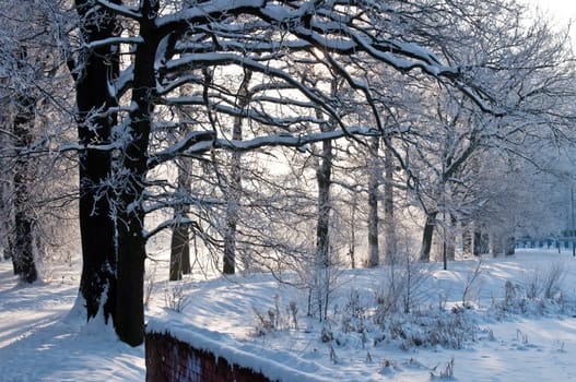 Woods in the snow. Cold winter day in Siberia. Trees in the snow.