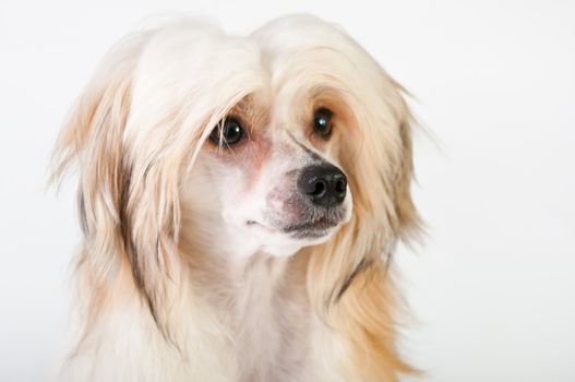 Groomed Chinese Crested Dog sitting - Powderpuff, 10 month old.