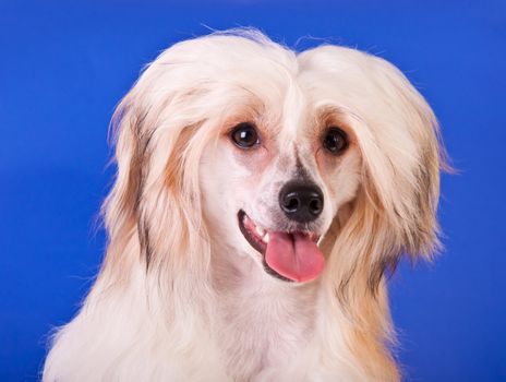 Groomed Chinese Crested Dog sitting - Powderpuff, 10 month old.