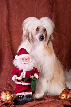 Groomed Chinese Crested Dog sitting - Powderpuff, 10 month old.