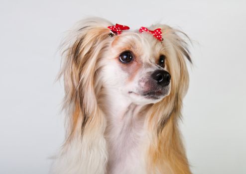 Groomed Chinese Crested Dog sitting - Powderpuff, 10 month old.