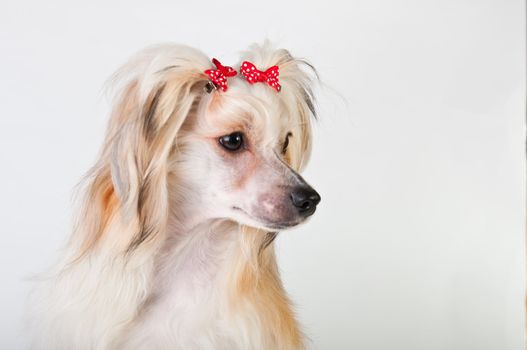 Groomed Chinese Crested Dog sitting - Powderpuff, 10 month old.