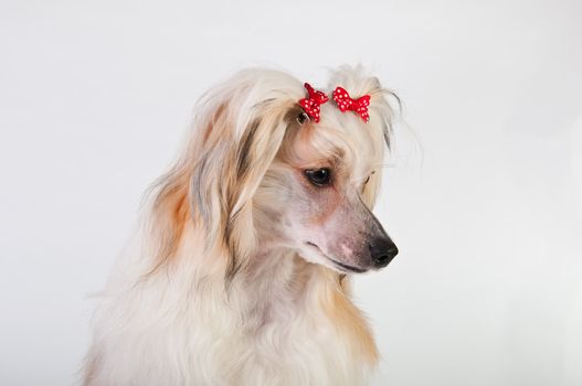 Groomed Chinese Crested Dog sitting - Powderpuff, 10 month old.