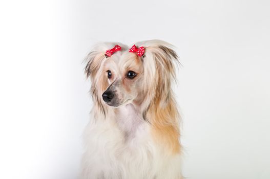 Groomed Chinese Crested Dog sitting - Powderpuff, 10 month old.