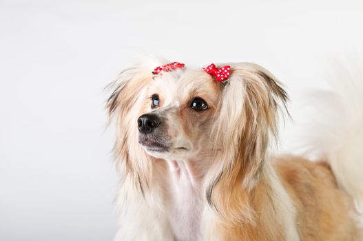 Groomed Chinese Crested Dog sitting - Powderpuff, 10 month old.