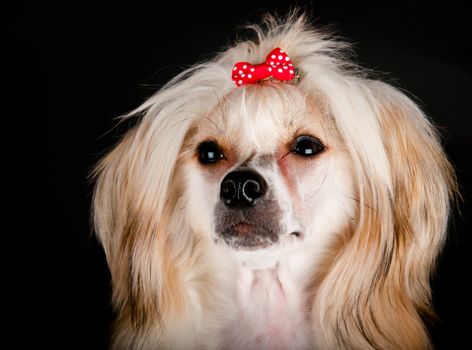 Groomed Chinese Crested Dog sitting - Powderpuff, 10 month old.