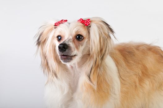 Groomed Chinese Crested Dog sitting - Powderpuff, 10 month old.