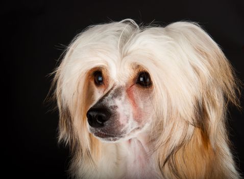 Groomed Chinese Crested Dog sitting - Powderpuff, 10 month old.