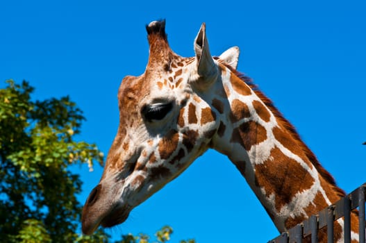 Portrait of a curious giraffe. Giraffe in a zoo.
