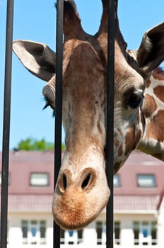 Portrait of a curious giraffe. Giraffe in a zoo.