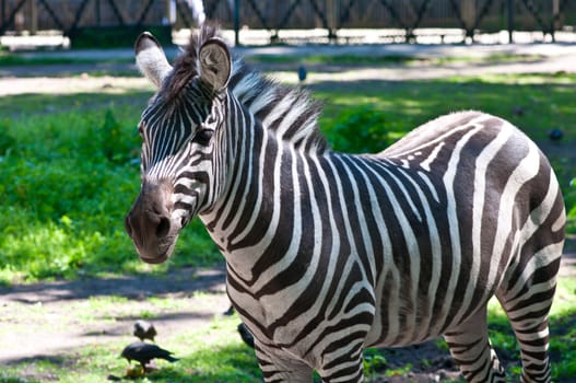 Zoo single burchell zebra. Wild animal. Zoo of a city of Kaliningrad.