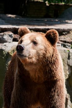Portrait of a brown bear. Zoo of a city of Kaliningrad.