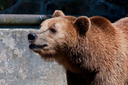 Portrait of a brown bear. Zoo of a city of Kaliningrad.