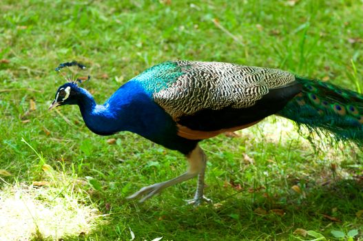 Picture of a beautiful male peacock with colorful tail on display.