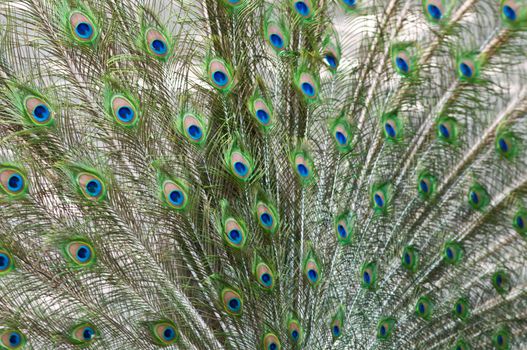 Picture of a beautiful male peacock with colorful tail on display.