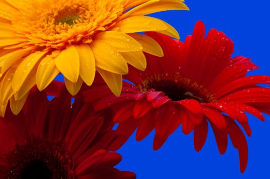 Gerbera is a genus of ornamental plants from the sunflower family (Asteraceae).