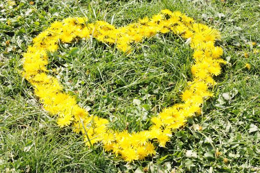 Natural yellow heart made with dandelions
