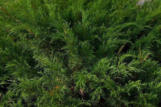 Thuja background. Green arborvitae branch. Branch of thuja tree.