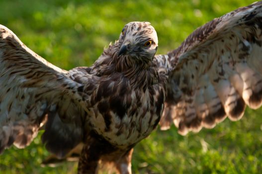 Bird of prey. Falcon sits on the green grass, and spread its wings.