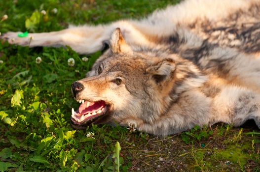 killed wild wolf animal snout taxidermy. Skin killed wolf.