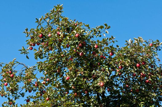 Red ripe apples on apple tree branch, blue sky background