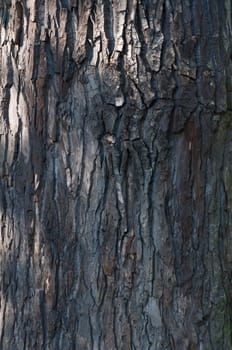 Closeup of the bark of old poplar. Tree bark texture from an old tree.