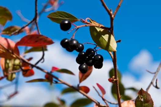 black berries on the tree. Green bush with clusters of black berries.