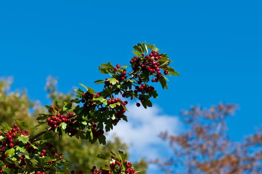 Red berries on the tree. Green bush with clusters of red berries.