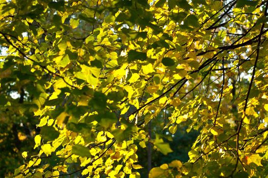 In this photo the beautiful autumn wood is shown