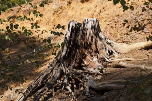 High resolution image. On a mountain slope wood grows.