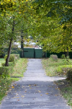 High resolution image. Path in park between trees. Avenue in park.