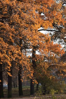 High resolution image. Autumn leaves. Oak with yellow leaves.