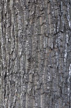 High resolution image. Tree bark. Thick tree trunk. Texture of a bark of a tree