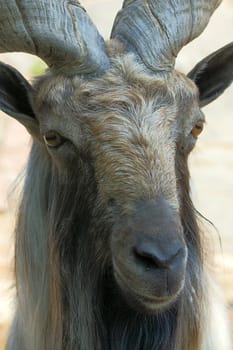 Portrait of  goat close up.Picture was taken at  zoo.