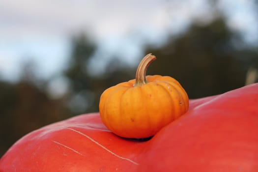 Halloween pumpkins still-life with natural background 