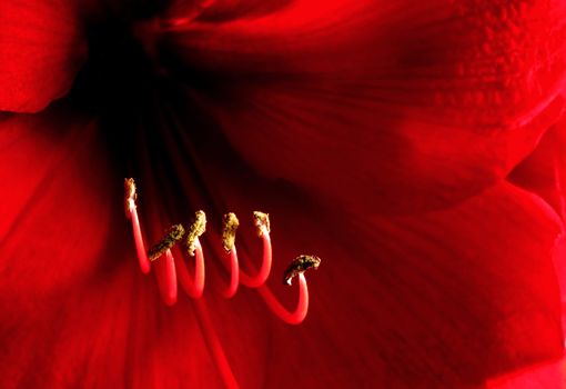 Clos-up of a red amaryllis