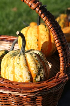 Pumpkins still-life with natural background