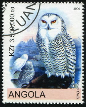 ANGOLA - CIRCA 2000: Barn owl posing on branch, circa 2000.