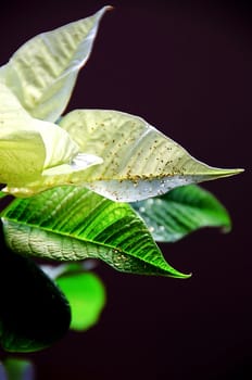 A close-up of a white poinsettia with glitter