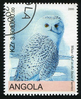 ANGOLA - CIRCA 2000: Barn owl posing on branch, circa 2000.