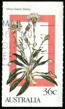 AUSTRALIA - CIRCA 1986: stamp printed by Australia, shows Silver snow daisy, circa 1986