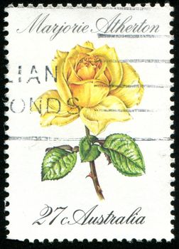 AUSTRALIA - CIRCA 1982: stamp printed by Australia, shows rose, circa 1982