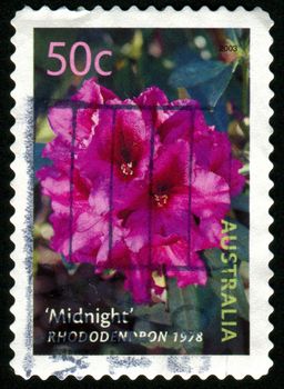 AUSTRALIA - CIRCA 2003: stamp printed by Australia, shows Midnight rhododendron, circa 2003