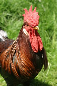 hen outside in the meadow on a sunny day